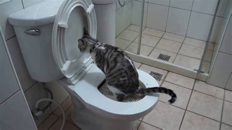 貓咪死掉 廁所燈具